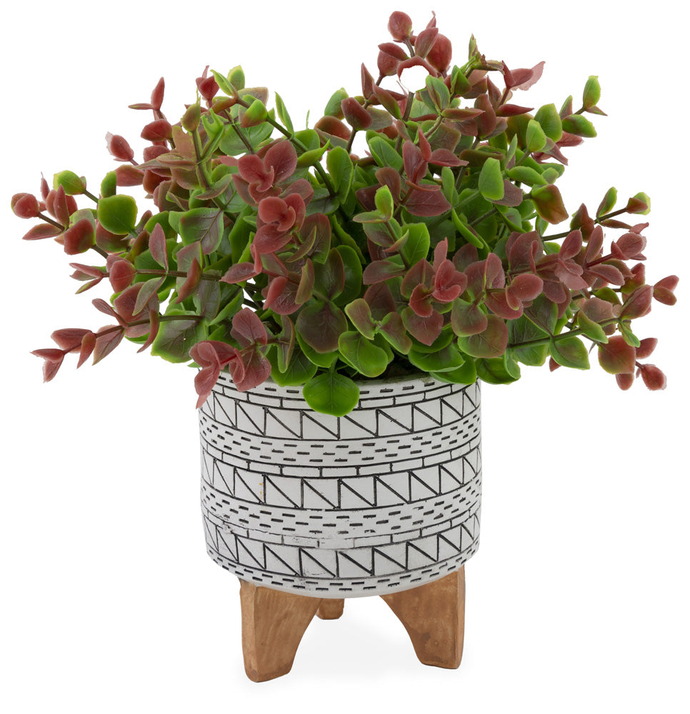 Sedum rojo verde blanco/negro en maceta