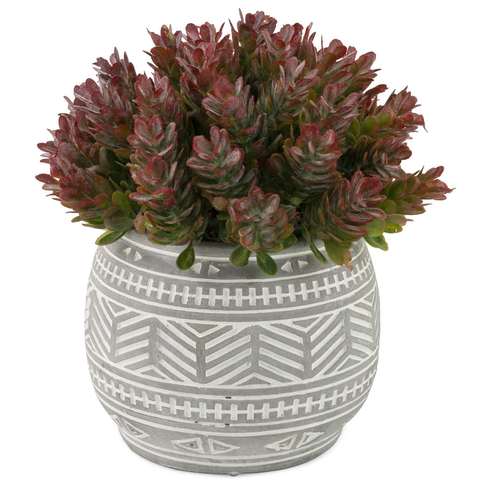 Sedum morado en maceta gris