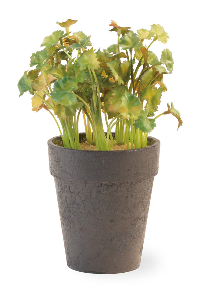 Cilantro en maceta