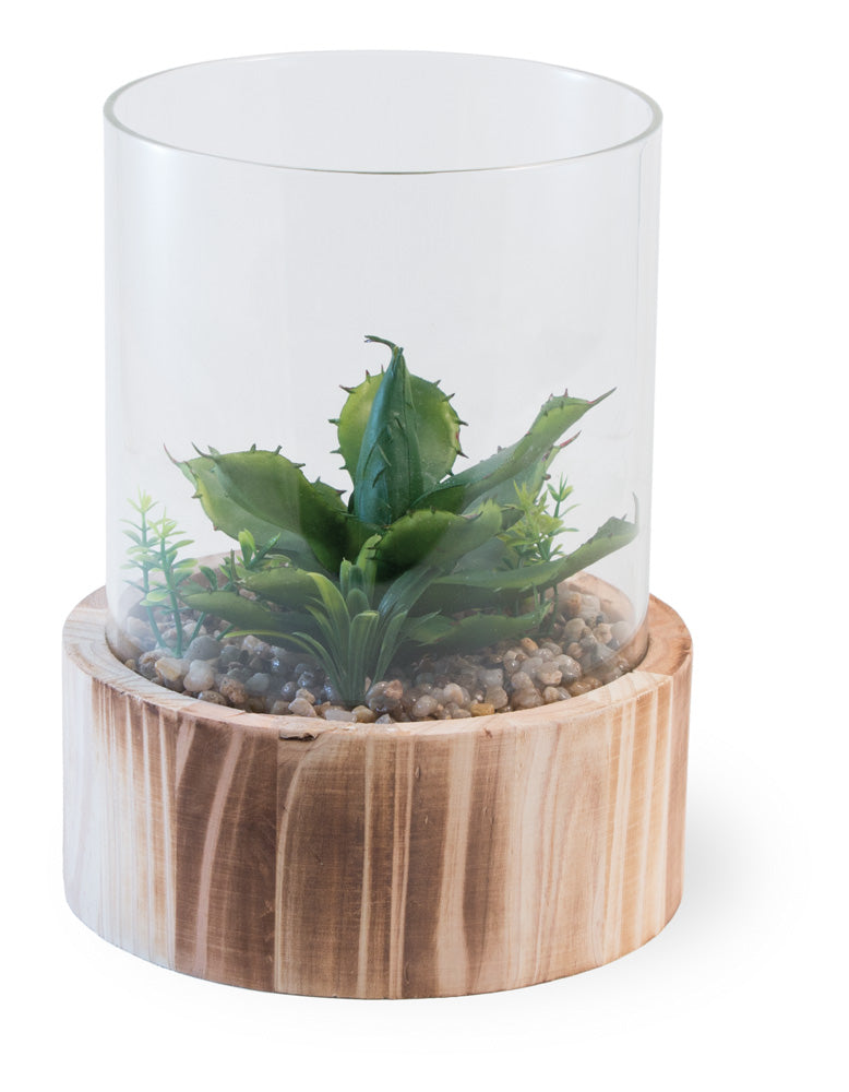 Terrario de cactus