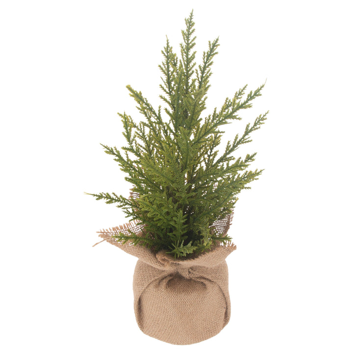 Winter Fir Tree Small