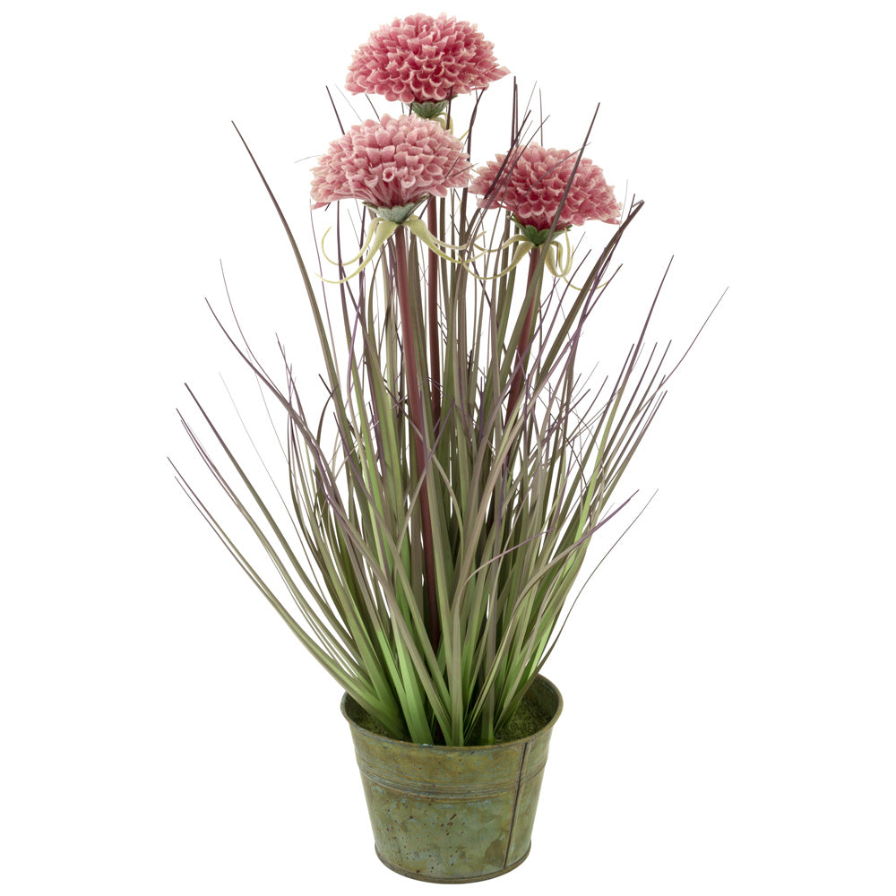 Planta de hierba de crisantemos rosados