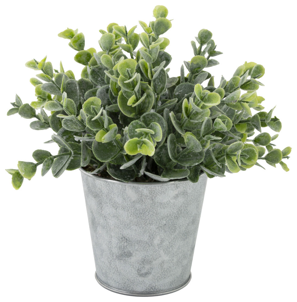 Lata de metal para sedum tupido