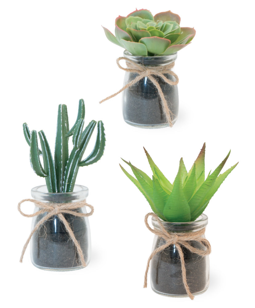 Surtido de plantas de cactus en frasco de vidrio