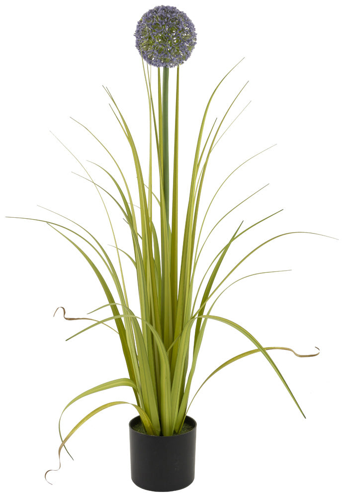Planta de hierba Allium