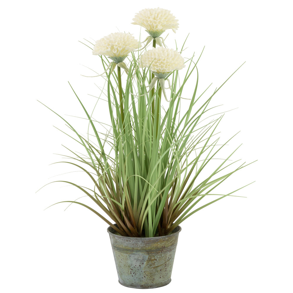 Planta de hierba de crisantemos blancos