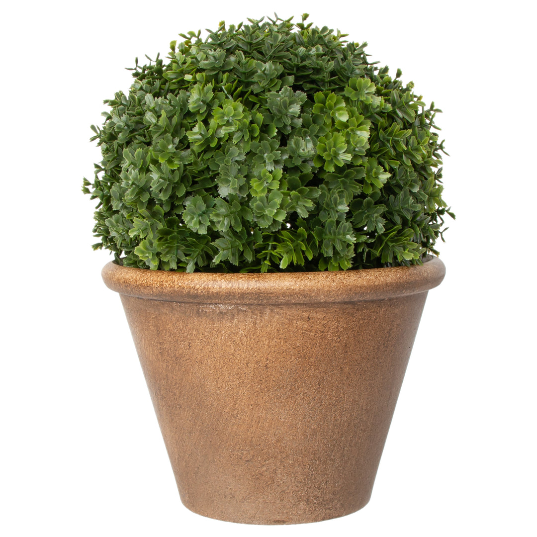 Stonecrop In Urn