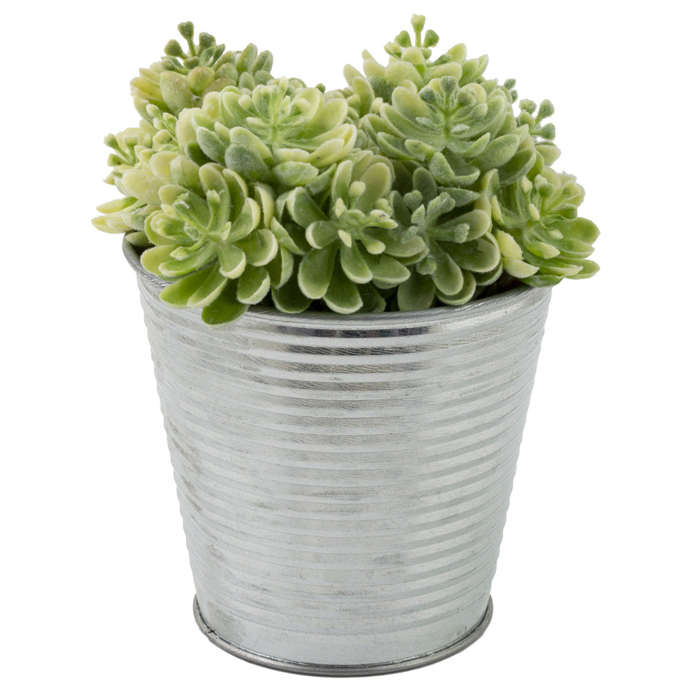 Lata de metal para sedum verde