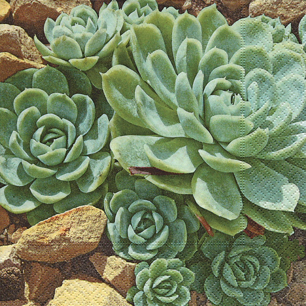Servilleta de cóctel con suculentas del desierto